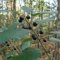 Rhamnus frangula feuille P1A